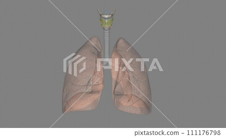 The thyrohyoid membrane (or hyothyroid membrane) is a broad, fibro-elastic sheet of the larynx The thyrohyoid membrane (or hyothyroid membrane) is a broad, fibro-elastic sheet of the larynx 111176798