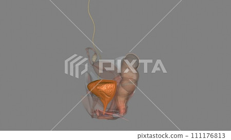 The urinary bladder is a temporary storage reservoir for urine. It is located in the pelvic cavity The urinary bladder is a temporary storage reservoir for urine. It is located in the pelvic cavity 111176813