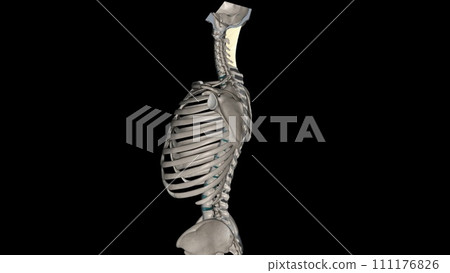 The nuchal ligament is a ligament at the back of the neck that is continuous with the supraspinous ligament The nuchal ligament is a ligament at the back of the neck that is continuous with the supraspinous ligament 111176826