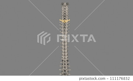 The L4 and L5 are the lowest vertebrae, or spinal bones, in the lumbar spine 111176832