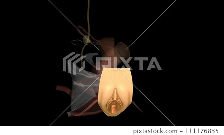 The vulva consists of the external female sex organs 111176835