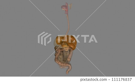 The liver is an organ about the size of a football The liver is an organ about the size of a football 111176837
