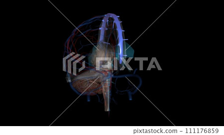 The superior sagittal sinus is the major component of the superficial cerebral venous system The superior sagittal sinus is the major component of the superficial cerebral venous system 111176859