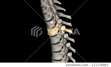 Twelve vertebrae are located in the thoracic spine and are numbered T-1 to T-12 111176861