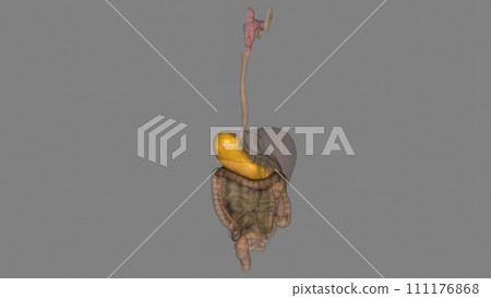 The stomach is a J-shaped organ that digests food 111176868