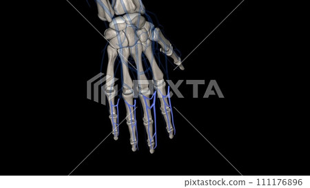 The common digital arteries are small vessels that come from the palmar arches and supply blood to the fingers 111176896