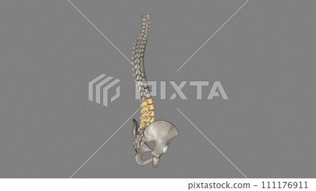The lumbar vertebrae are, in human anatomy, the five vertebrae between the rib cage and the pelvis The lumbar vertebrae are, in human anatomy, the five vertebrae between the rib cage and the pelvis 111176911
