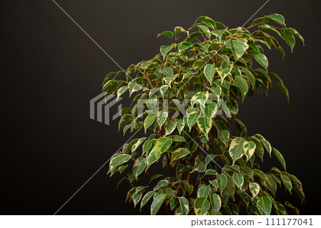 Variegated foliage of a Weeping Fig. Ficus benjamina Variegated foliage of a Weeping Fig. Ficus benjamina 111177041