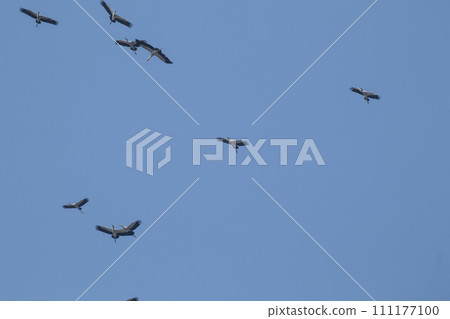 asian openbill bird flying on blue sky background asian openbill bird flying on blue sky background 111177100