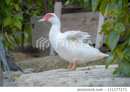 海灘上有一個野生狗窩 海灘上有一個野生狗窩 111177271