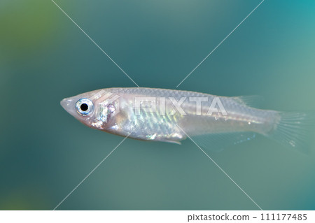 White medaka in the tank White medaka in the tank 111177485