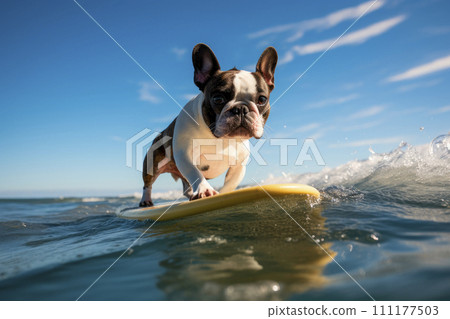 Adorable french bulldog surfing on a surfboard on gentle waves. 111177503