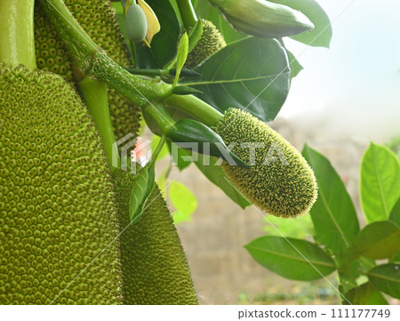 Fresh jackfruits and baby;flower jackfruits on the jackfruit tree. Fresh jackfruits and baby;flower jackfruits on the jackfruit tree. 111177749