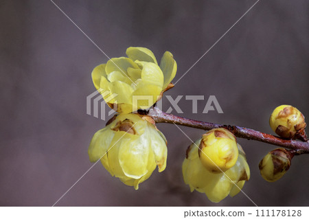 Yellow flowers of Soshinrobai 111178128
