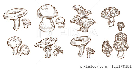 Poisonous and edible forest wild mushrooms types 111178191