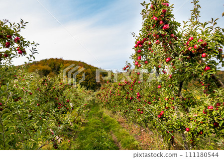 Apple trees in orchard. Idared cultivar. Apple trees in orchard. Idared cultivar. 111180544