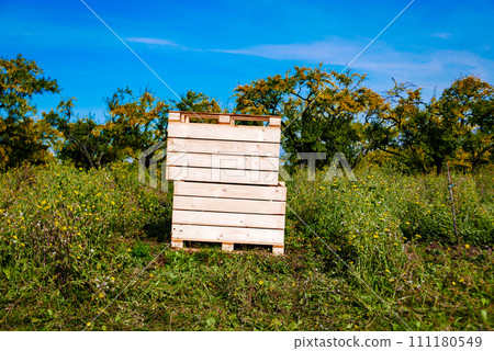 Fruit orchard, boxes are ready for harvest. 111180549