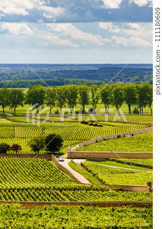 Green vineyards. Pommard wine region, France Green vineyards. Pommard wine region, France 111180609