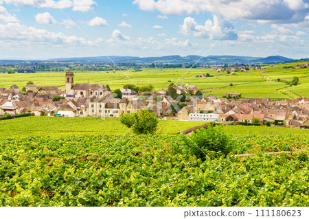 Vineyards and Pommard village, Burgundy in France. Vineyards and Pommard village, Burgundy in France. 111180623