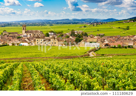 Vineyards and Pommard village, Burgundy in France. 111180629