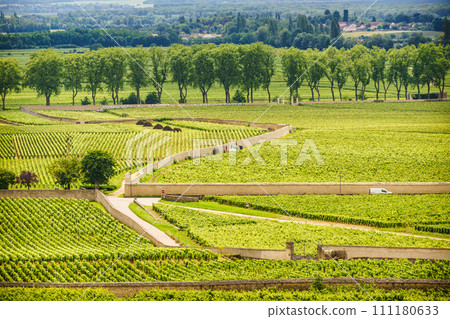 Green vineyards. Pommard wine region, France 111180633
