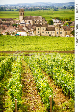 Vineyards and Pommard village, Burgundy in France. Vineyards and Pommard village, Burgundy in France. 111180634