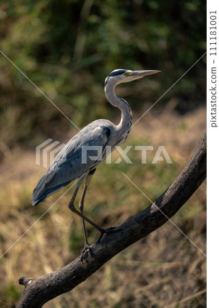 Grey heron walks up branch in sunshine 111181001