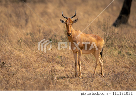 Coke hartebeest stands near tree watching camera Coke hartebeest stands near tree watching camera 111181031