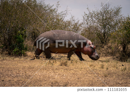Common hippopotamus crosses grassy clearing in sunshine Common hippopotamus crosses grassy clearing in sunshine 111181035