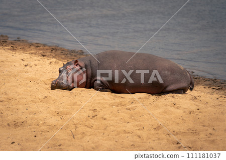 Common hippopotamus lies on sand in sunshine Common hippopotamus lies on sand in sunshine 111181037