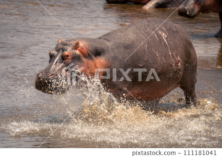Common hippopotamus splashing through shallows in sunshine Common hippopotamus splashing through shallows in sunshine 111181041