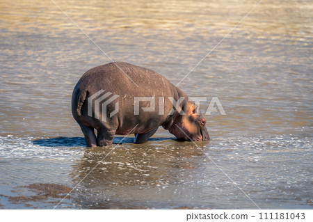 Common hippopotamus stands drinking from shallow water 111181043