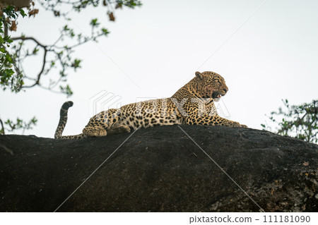 Female leopard lies on rock lifting head 111181090