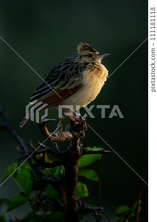 Flappet lark on leafy bush in profile Flappet lark on leafy bush in profile 111181118