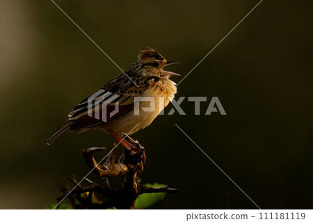 Flappet lark on leafy bush opening beak Flappet lark on leafy bush opening beak 111181119