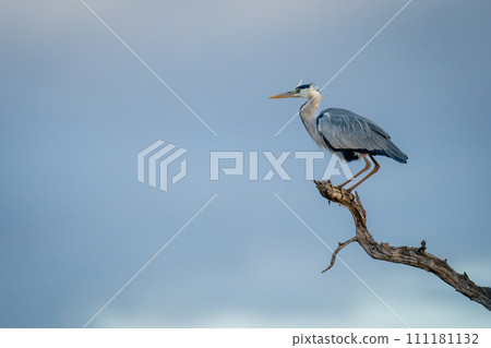 Grey heron crouching on branch against clouds 111181132