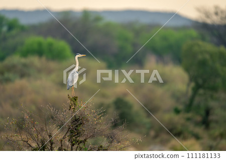 Grey heron on bush in wooded area 111181133