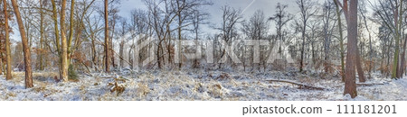 Panoramic picture in a snow-covered winter forest in the evening Panoramic picture in a snow-covered winter forest in the evening 111181201