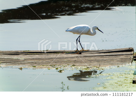 An egret stood on a wooden plank, staring into the water. 111181217