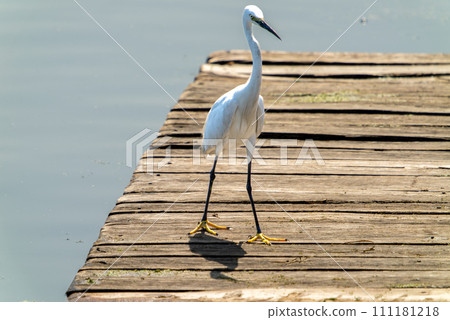 An egret stood on the wooden board, staring ahead. An egret stood on the wooden board, staring ahead. 111181218