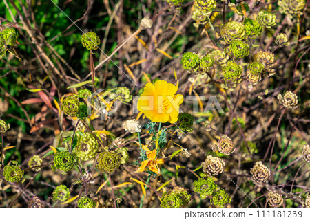 A yellow California poppy or golden poppy (Eschscholzia californica Cham) flower. A yellow California poppy or golden poppy (Eschscholzia californica Cham) flower. 111181239