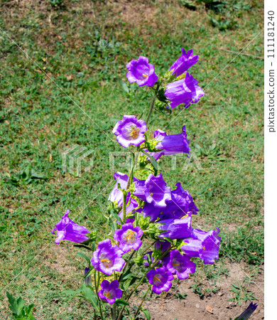 The purple Canterbury bells (Campanula medium) are very beautiful. 111181240