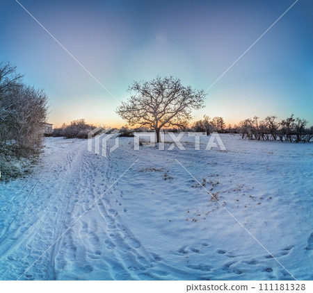 Picture of a snow-covered path in a wintry forest in the evening 111181328