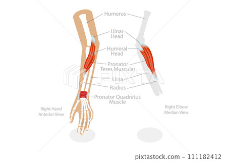 3D Isometric Flat Conceptual Illustration of Pronator Teres Muscle 3D Isometric Flat Conceptual Illustration of Pronator Teres Muscle 111182412
