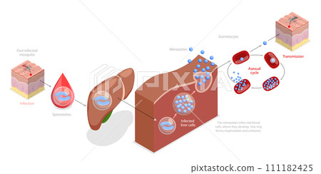 3D Isometric Flat  Conceptual Illustration of Life Cycle Of A Malaria Parasite 111182425
