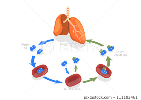 3D Isometric Flat Conceptual Illustration of Human Gas Exchange 3D Isometric Flat Conceptual Illustration of Human Gas Exchange 111182461