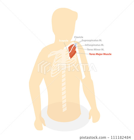 3D Isometric Flat  Conceptual Illustration of Teres Major Muscle 111182484