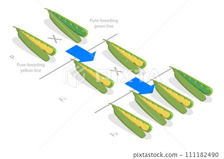 3D Isometric Flat Conceptual Illustration of Mendelian Inheritance 3D Isometric Flat Conceptual Illustration of Mendelian Inheritance 111182490