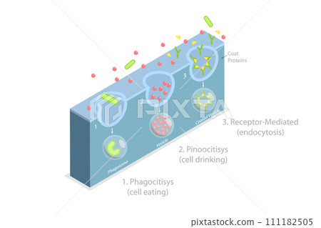 3D Isometric Flat Conceptual Illustration of Endocytosis 3D Isometric Flat Conceptual Illustration of Endocytosis 111182505