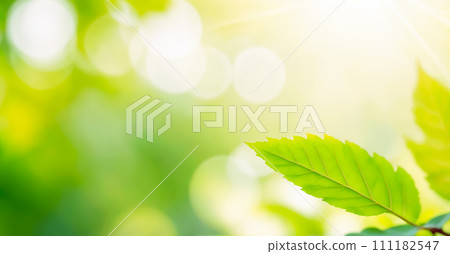 The image features a close-up of green leaves with a blurred background. The leaves are bright and shiny, and there's a branch in the foreground. The lighting is bright and sunny, creating a sense of 111182547